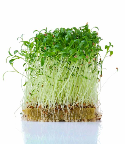 Микрозелень кориандра XXL фото 2